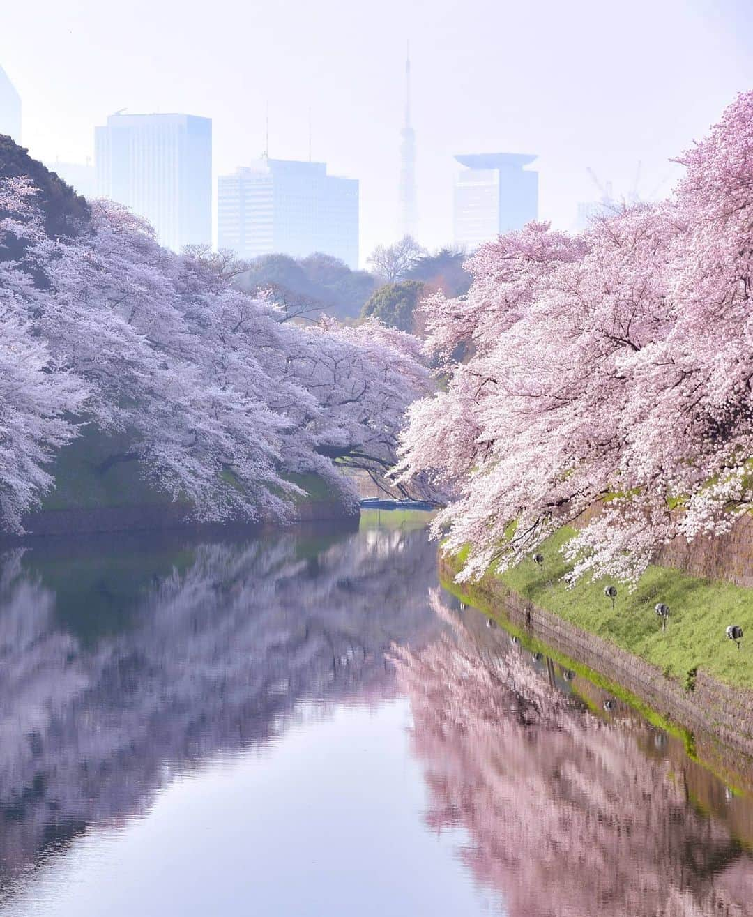 masayaさんのインスタグラム写真 - (masayaInstagram)「Chidorigafuchi Tokyo  2018 千鳥ヶ淵 re-edit」4月12日 19時05分 - moonlightice