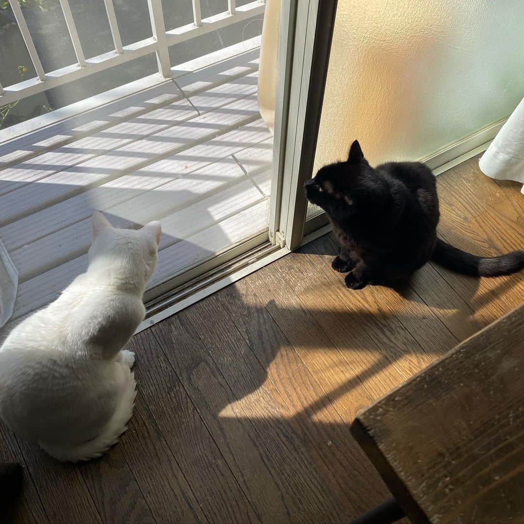 金巻ともこさんのインスタグラム写真 - (金巻ともこInstagram)「なんかみてるクロハク  #kurohakuchai #cat #blackcat #黒猫 #猫多頭飼い #whitecat #白猫部」4月12日 19時12分 - tomotomoco