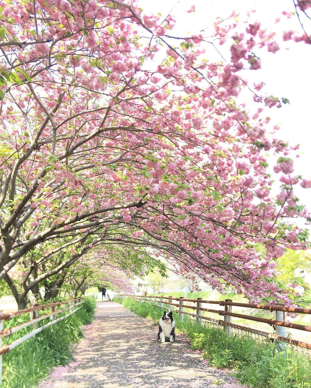 犬バカ部宣伝部長さんのインスタグラム写真 - (犬バカ部宣伝部長Instagram)「🌸This cherry blossom was very pretty.🐼🌸﻿ ん？そらちん、さくら桜見てる？🤣💕﻿ ﻿ 後ろにも撮影してる人いるの。﻿ トイプーちゃんでした😙🌸﻿ ﻿ #犬バカ部 #bordercollie #ボーダーコリー #dog﻿ #犬 #白黒 #そら #八重桜」4月12日 19時26分 - umetaturou