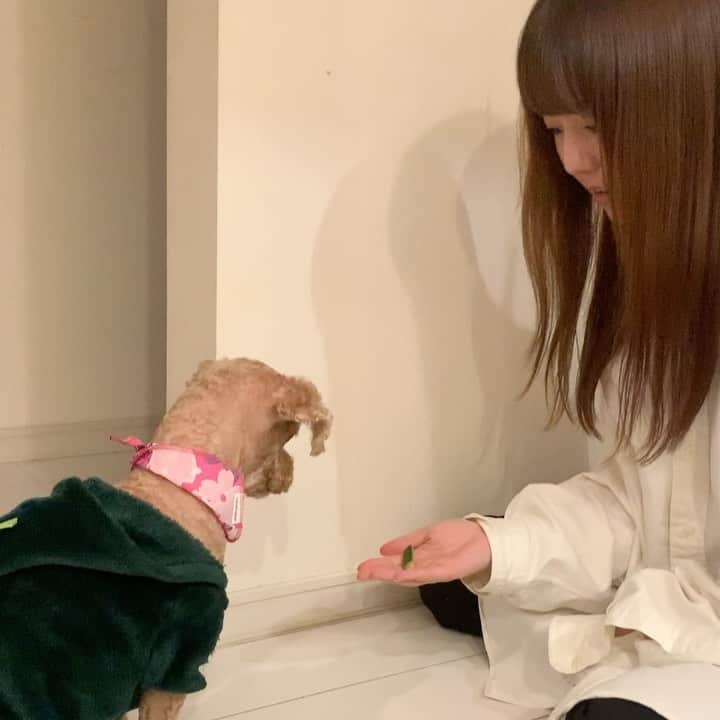 のインスタグラム：「高速お手おかわり伏せタッチ🐕#おうち時間」