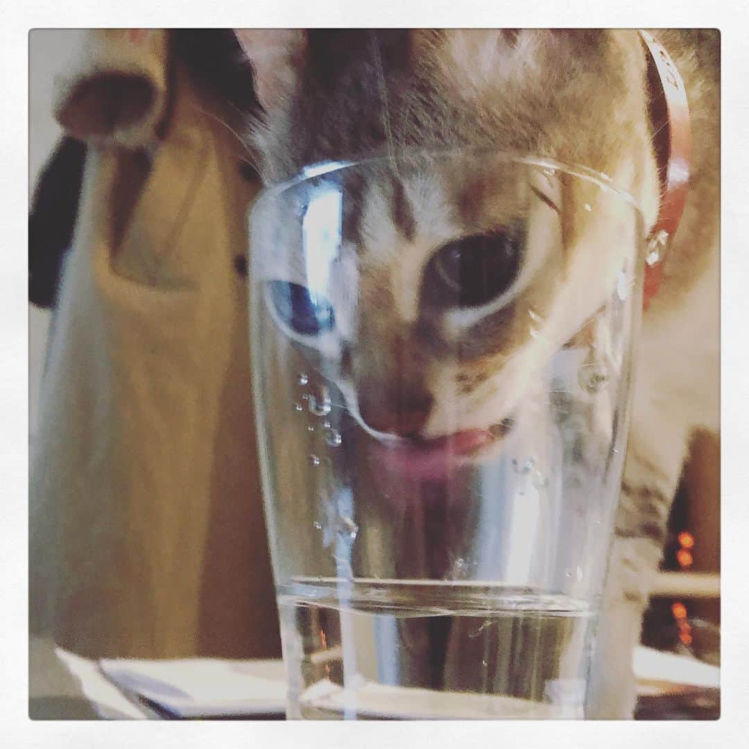 古谷恵さんのインスタグラム写真 - (古谷恵Instagram)「みずのむねっこ #cat#猫#singapuracat#シンガプーラ#大豆#stayhome」4月12日 19時38分 - megumifuruya