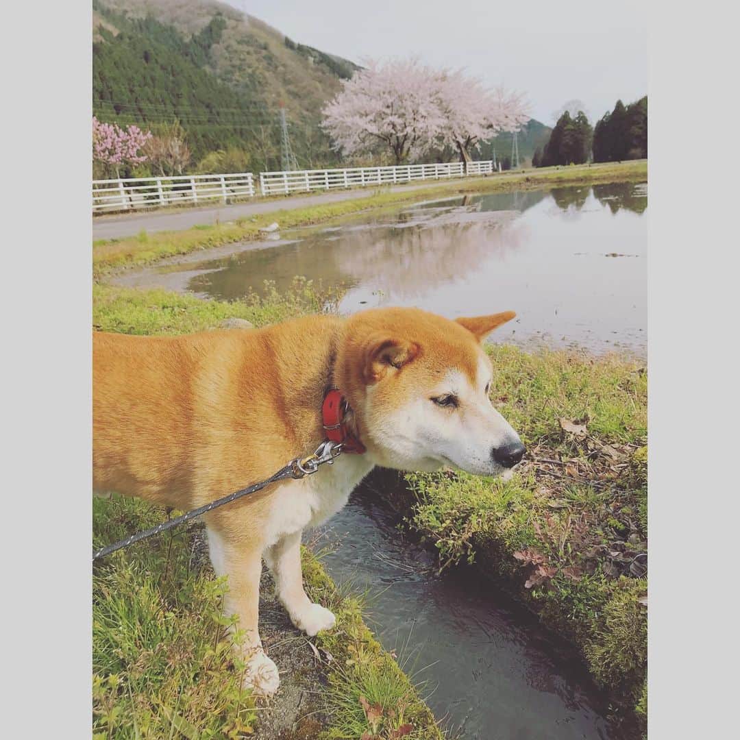 Hanamichi ＆ ℕㆁℜ〡ｋㆁ♡さんのインスタグラム写真 - (Hanamichi ＆ ℕㆁℜ〡ｋㆁ♡Instagram)「・ ・ お散歩ルートに何本も桜があるのでありがたい☺️ ・ 来年もかならず一緒に桜の下を歩こうね🌸🐕 ・ ・ #柴犬 #しばいぬ #子犬 #わんこ #dog #shiba #puppy #love #🌸　#コロナに負けるな #shibastagram」4月12日 20時01分 - nyoriri