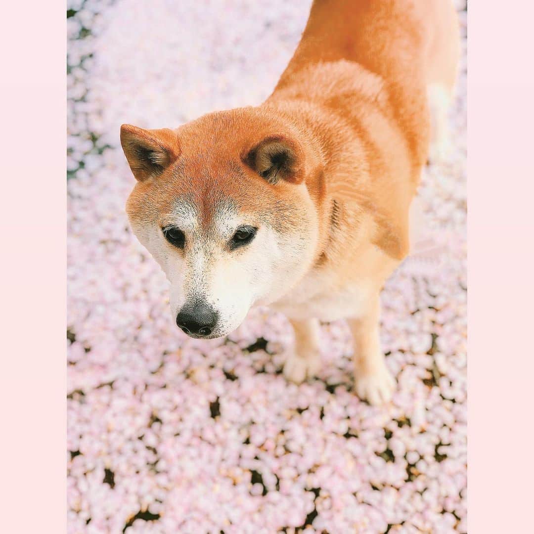 Hanamichi ＆ ℕㆁℜ〡ｋㆁ♡のインスタグラム：「・ ・ お散歩ルートに何本も桜があるのでありがたい☺️ ・ 来年もかならず一緒に桜の下を歩こうね🌸🐕 ・ ・ #柴犬 #しばいぬ #子犬 #わんこ #dog #shiba #puppy #love #🌸　#コロナに負けるな #shibastagram」