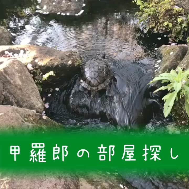 長田庄平のインスタグラム：「近所の水路を歩いてた亀に勝手にアテレコしました 1話  #甲羅郎の日常 #甲羅郎の部屋探し #1話 #アテレコ #動物 #亀 #暇つぶし」