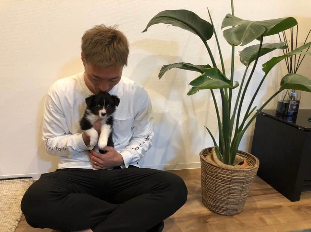 田上大地のインスタグラム：「ご報告です！ 我が家に新しい家族が増えました😊 ボーダーコリーの女の子の「あき」です🐶 ずっとはるの兄弟を探してて、やっと見つけました😆 これからもはる同様、たくさんの愛情を注いでいきたいと思います！ あき、たくさんの幸せを運んでね❤️🐶 #ボーダーコリー #ウェルシュコーギー  #いぬすたぐらむ #多頭飼い  #アルビレックス新潟 #albirex #albirexniigata #niigata #j2 #j2league #アイシテルニイガタ」