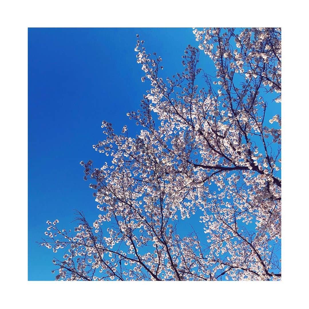 愛聖りさのインスタグラム：「. 来年はゆっくり見れるといいなぁ😌 . #stayhome #🌸」