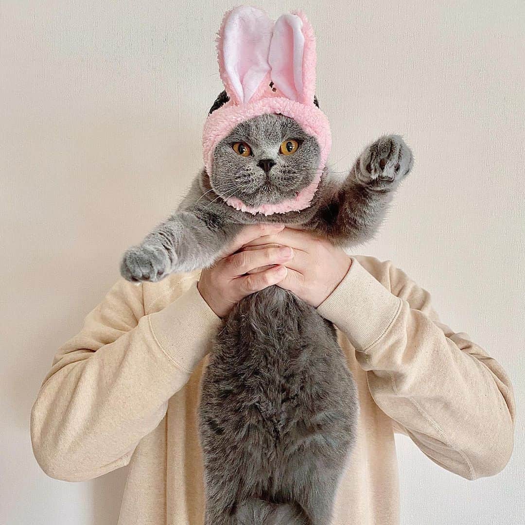 のインスタグラム：「☺︎ イースター . #easter #イースター #easterbunny #イースターバニー . #loopwheeler #ループウィラー . #britishshorthair  #ブリティッシュショートヘア」