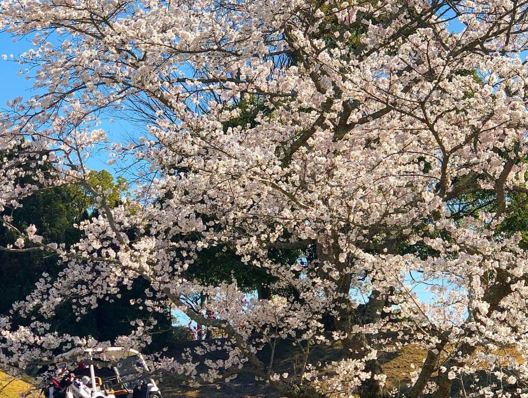 植手桃子さんのインスタグラム写真 - (植手桃子Instagram)「・ 最近は暗いニュースが多いですが、先日ラウンドさせていただいた、お世話になっている⛳️北六甲カントリークラブさんの桜🌸を見て癒された桃子です🍑 大変な時期ですが、今できることを考えて、皆さんで乗り越えましょう🥺💪 ・ ・ #北六甲カントリークラブ  #桜 #おうち時間」4月12日 20時48分 - mmk_9910