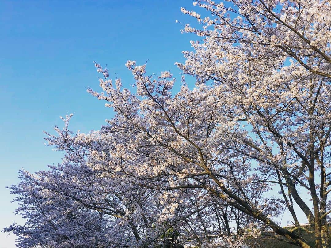 植手桃子のグルメインスタ