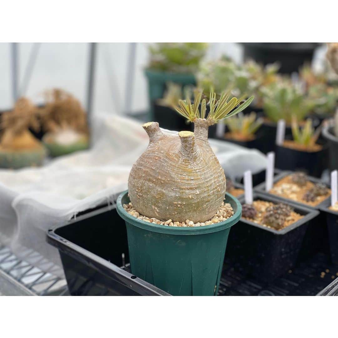 のインスタグラム：「✫ こいつを管理するテーマは、新しい枝をきれいに作っていくこと。 今日もありがとうございました。 . . #pachypodiumgracilius #グラキリス」