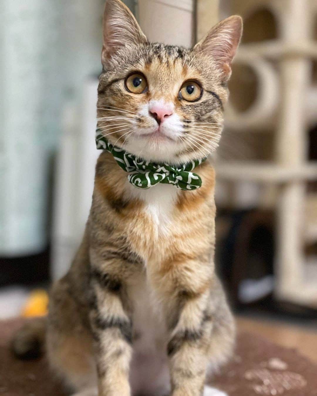 PECOねこ部のインスタグラム