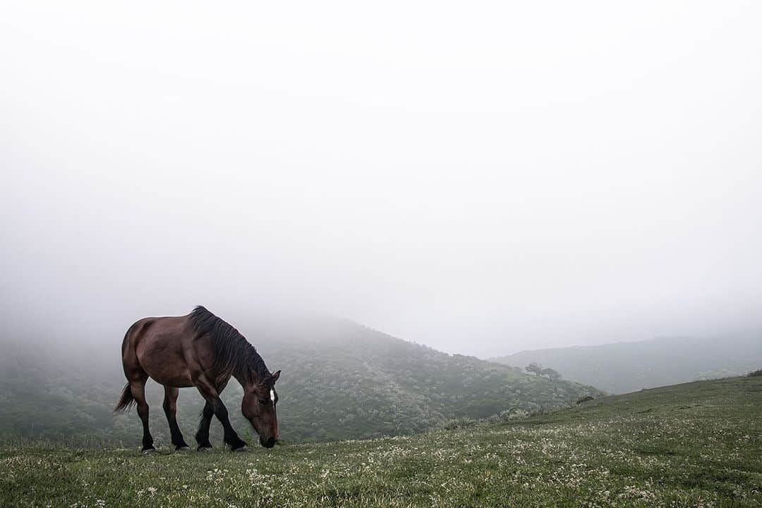 大越光貴さんのインスタグラム写真 - (大越光貴Instagram)「空いた時間で過去の撮影からお宝写真を発掘❗️ 島根県の隠岐島、ここは本当に別世界。﻿ 自然と馬と自分だけの世界。﻿ ﻿ 馬がなんと、んまあ〜、可愛くて可愛くて可愛くて可愛くて可愛くて可愛くて可愛くて可愛くて。﻿ ﻿ 1日ここで読書をするのが最高の時間。 ﻿ ﻿ そして、この週末、まだまだ都心から地方への人の移動が止まらなかったらしい。﻿ ﻿ どうすればこの流れが止まるのか？﻿ ﻿ 「和を重んじる文化」の国ならば、今こそその本領を発揮して、他の人のために行動を選びたい。﻿ ﻿ 今こそ空気を読んで行動したい👍﻿ ﻿ #HORSE #FOGGY #photographer #landscape #naturephotographer #stayhome #夕焼け #夕日 #日本海 #空のある風景 #海のある風景 #鳥取 #島根 #隠岐島 #離島巡り  #離島暮らし #絶景 #日本の絶景 #風景写真 #フォトグラファー #写真家 #一人旅 #旅に出たい #新型コロナ #外出自粛 #出勤自粛 #ストップ東京脱出 #コロナに負けるな #ステイホーム #みんながみんなのために」4月12日 21時13分 - koukoshi