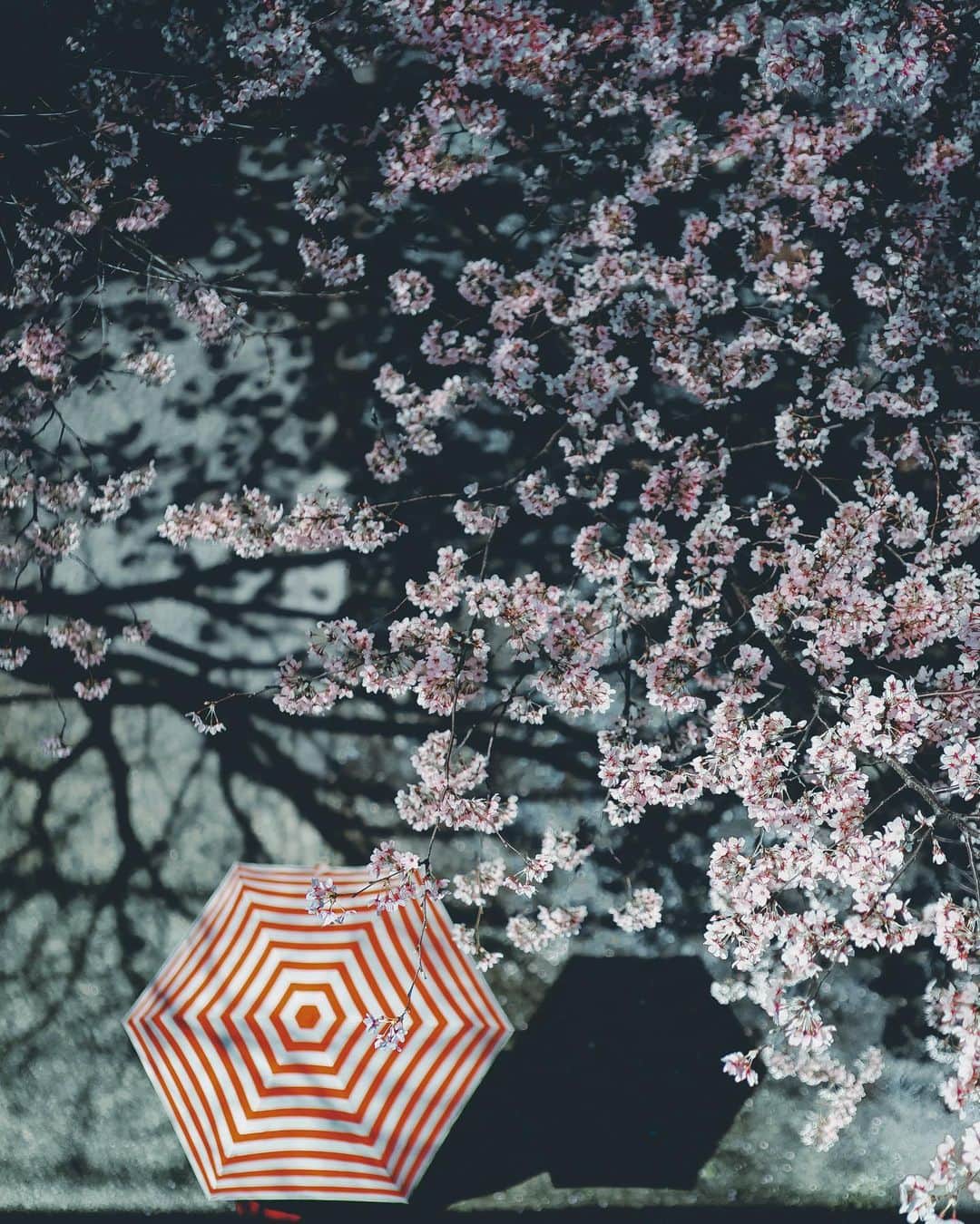 wacameraのインスタグラム：「see you next year. 桜が終わって次々と春の花が咲き誇るようになったというのにーー 今夜は楽しくたこ焼きパーティーだー！とイソイソ用意をしてパーティー気分だったのに、結局、始終焼いてて私が食べたのは家族が食べ終わったあとだったという…ひたすら焼くパーティー楽しかったな！！！」
