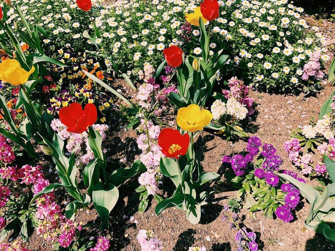 南波志帆さんのインスタグラム写真 - (南波志帆Instagram)「スーパーへの道すがら、咲いていたお花に癒されたので。おすそわけです。 #💐 #flowers」4月12日 21時56分 - nanbashiho