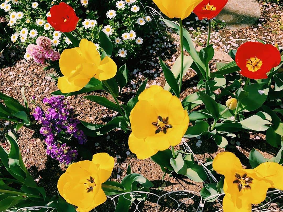 南波志帆さんのインスタグラム写真 - (南波志帆Instagram)「スーパーへの道すがら、咲いていたお花に癒されたので。おすそわけです。 #💐 #flowers」4月12日 21時56分 - nanbashiho