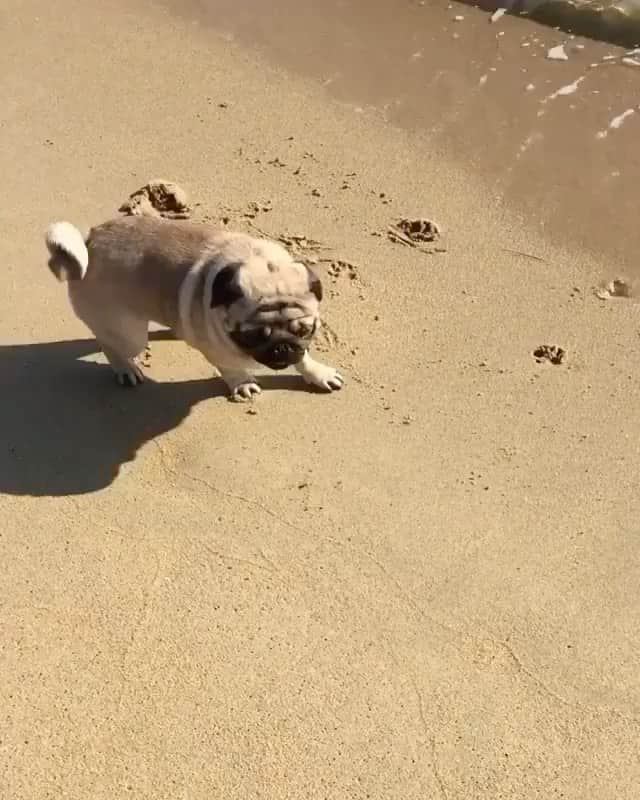 The Critter Havenのインスタグラム：「Weee!! Video by @omochi_pino  #TheCritterHaven」