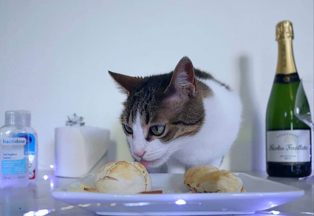 Homer Le Miaou & Nugget La Nugさんのインスタグラム写真 - (Homer Le Miaou & Nugget La NugInstagram)「Today is Nugget's 5th birthday. She had launched the #NuggetsQuarantinedBirthday part by enjoying her mini baguette and a ball bread on a bed of crumbs and a glass of cat champagne! As you know she only likes her kibbles, hates all meat or fish but is obsessed with bread. So as usual she got her birthday bread!  I can't believe she is five already. I remember meeting her in V's belly, then she popped up all yellow just to became the sweetest, craziest, cutest weirdo cat i've seen. I just love that little girl!!! Thanks for the pre bday wish, we fluff you! Don't forget to come to the part and tag your carbs pics with #NuggetsQuarantinedBirthday so we can all enjoy them. Thank you!!! 🎉🥖🎉 #BaguetteBecauseFrench」4月12日 22時10分 - homer_le_chat