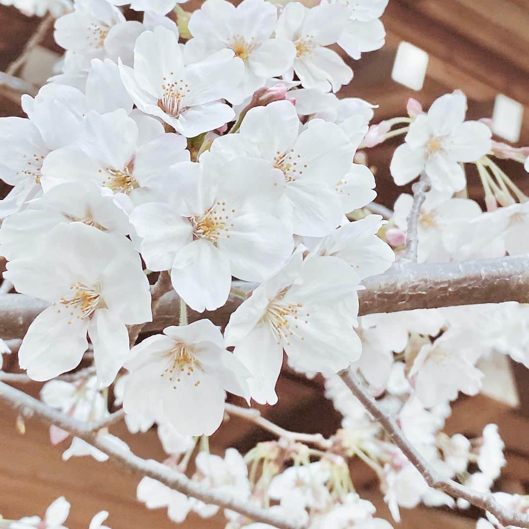 新井椎己さんのインスタグラム写真 - (新井椎己Instagram)「桜はもう散ってしまったかな？来年また楽しみに…🌸」4月12日 22時24分 - sheenaarai