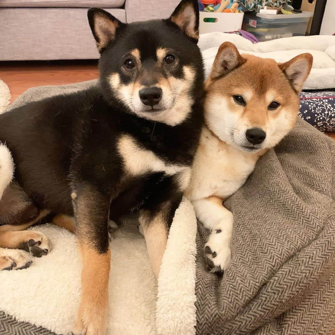 ?Fricko the Shiba Inu?のインスタグラム：「Help!!Keaton is crushing me 😤 🐾 🐾 🐾 #FrickoandKeaton #🐶 #☀️ #shiba #shibainu #dog #柴犬 #赤柴 #黒柴  #adorable #shibalovers #shibaholics  #dogoftheday  #weeklyfluff #aww #dogstagram  #dogscorner #puppiesofinstagram #shibapuppy」