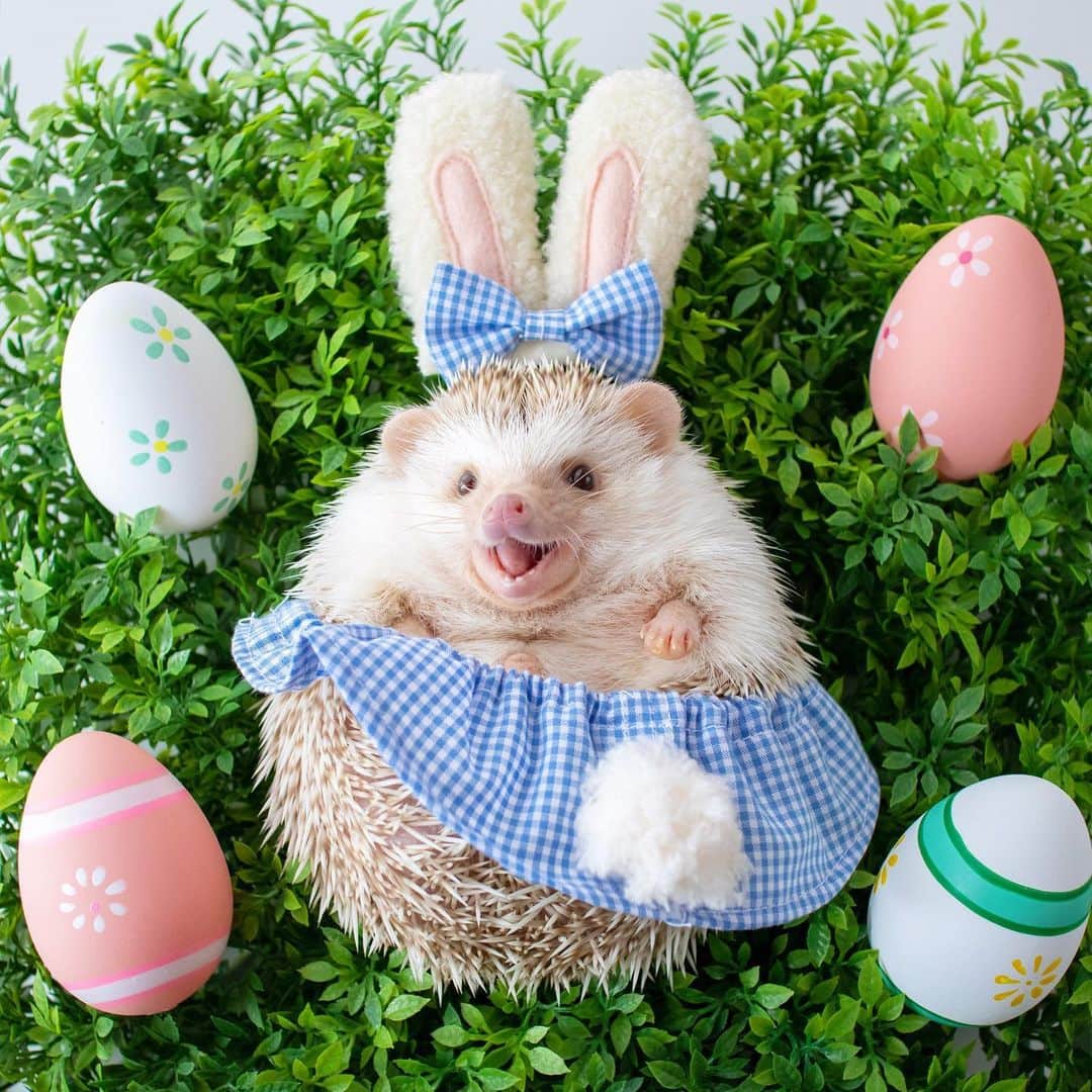 ダーシーのインスタグラム：「Chopin 4/19/2019 Happy Easter🐰🐣✨ ・ ・ ・ お気に入り、昨年のイースターショパン🦔💖 カレンダーを使ってくださってる皆さまありがとうございます🙏🏻✨」