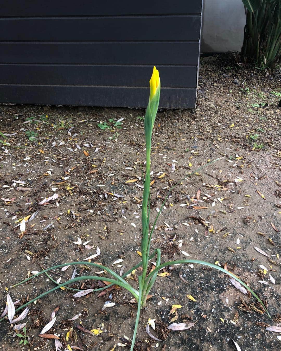 メアリー・マクドネルのインスタグラム：「Hello you! My goodness ... Out of nowhere ... teaching us the beauty in being alone... #HappyEaster #stayhome #weareallinthistogether even if it doesn’t feel that way sometimes. Love you💐💛」