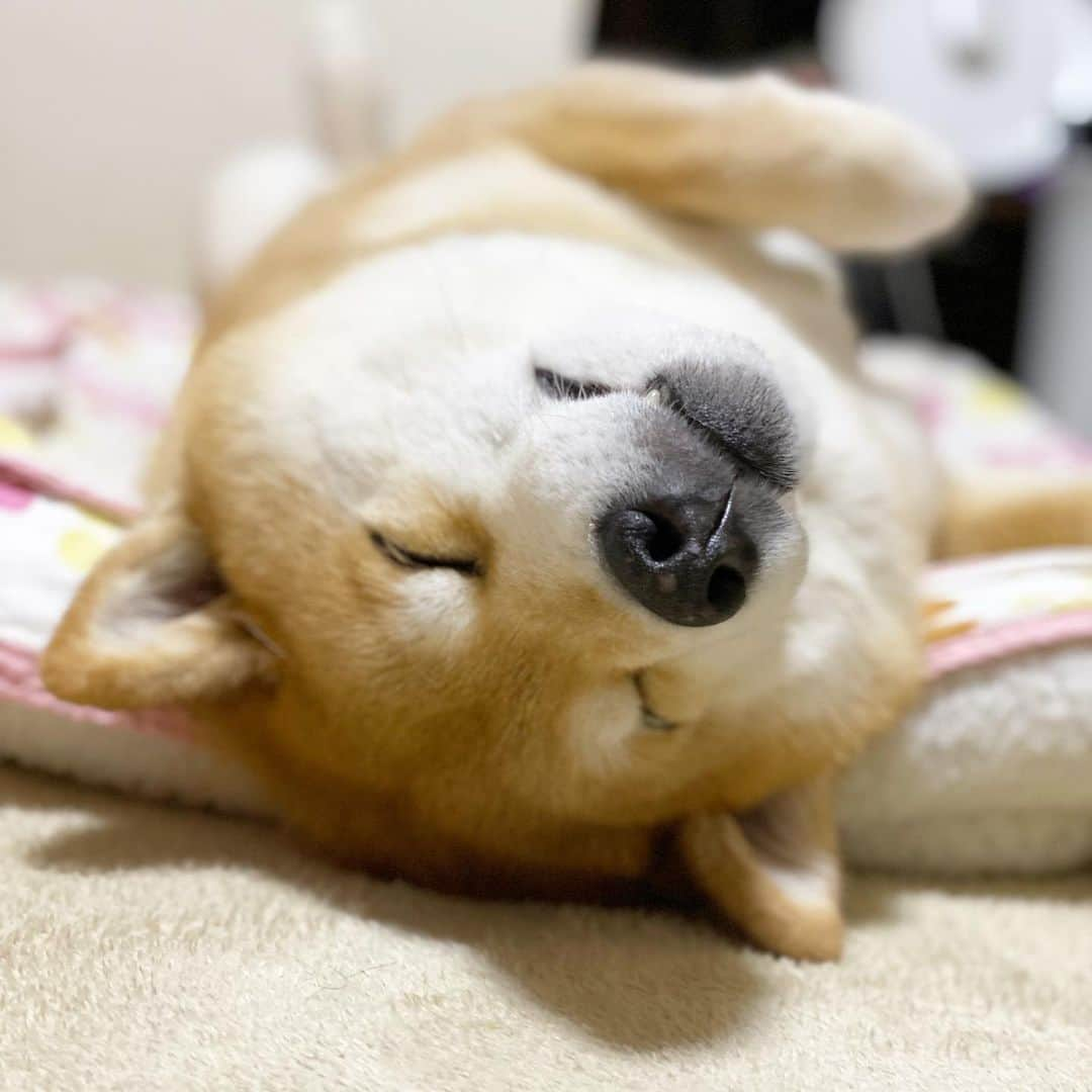 まる（まるたろう）さんのインスタグラム写真 - (まる（まるたろう）Instagram)「Good night!✨🐶💤✨また明日からがんばろうね。 #明日は雨かな🙄 #月曜日は晴れて欲しいけど #仕方ない #気合い入れてパパを叩き起こすか #ごろんまる」4月13日 0時16分 - marutaro