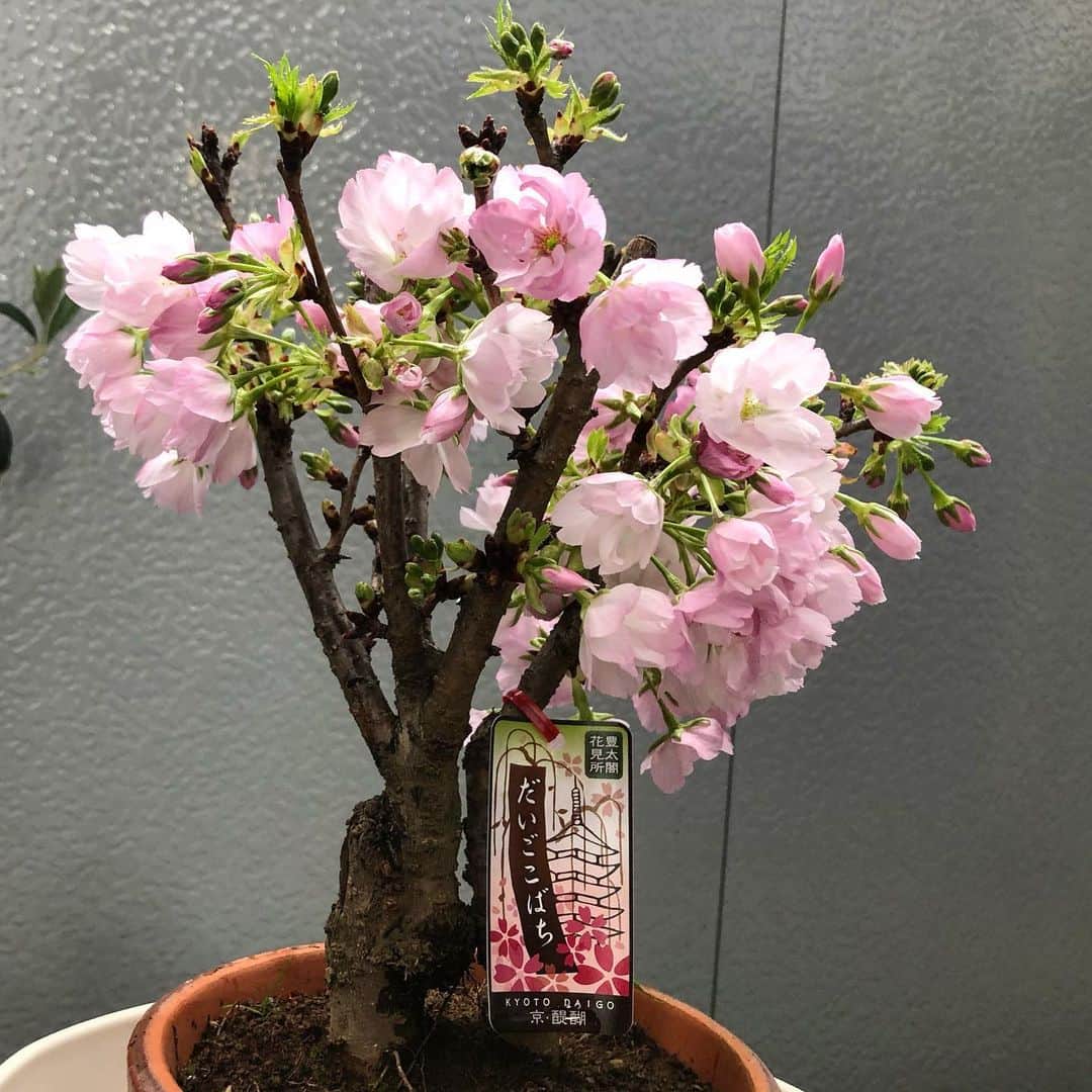 前田彩名さんのインスタグラム写真 - (前田彩名Instagram)「うちの #だいごこばち 🌸 週末に気温が下がったためか、 まだまだ蕾も。  きれいに咲くかな？  #桜 #インドア花見」4月13日 10時55分 - ayana.maeda