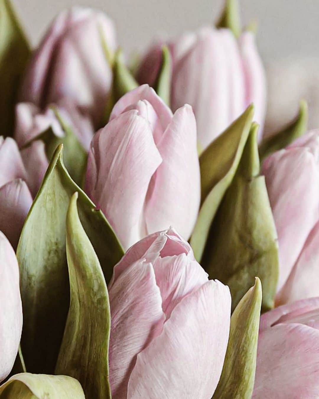 Yukicoさんのインスタグラム写真 - (YukicoInstagram)「˚₊*̥°˖*𓆸 𝑴𝒐𝒏𝒅𝒂𝒚 #flowerphotography #flowerpower #flowermagic#flowerlover #flowerporn #flowerlove#lightroomweek」4月13日 11時15分 - yukicolifecom