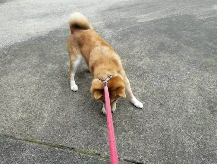 柴犬たま Shibainu Tamaのインスタグラム