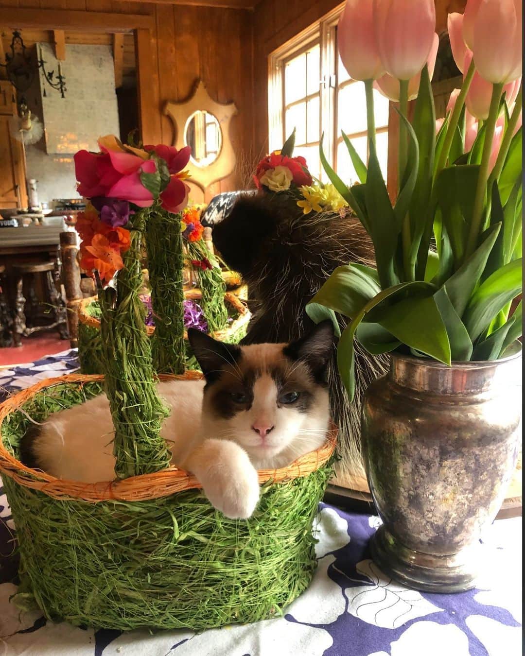 レベッカ・ローミンさんのインスタグラム写真 - (レベッカ・ローミンInstagram)「Happy Easter from Fonzy!」4月13日 11時54分 - rebeccaromijn