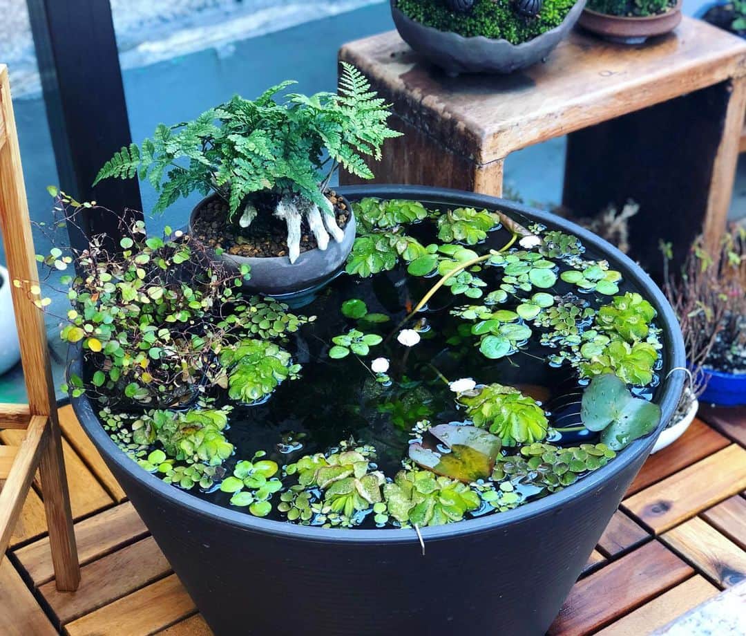 金成公信のインスタグラム：「風に吹かれた桜の花びらが、睡蓮鉢に浮かんでいましたよ。#睡蓮鉢 #桜 #ビオトープ #biotope #盆栽 #bonsai #bonsaijapan #japanesebonsai #wabisabi #bonsailovers #bonsailife #bonsaitree #bonsaiart #bonsaigram #bonsaiworld #plants #tree #greenlife #greenlifestyle #苔 #moss」