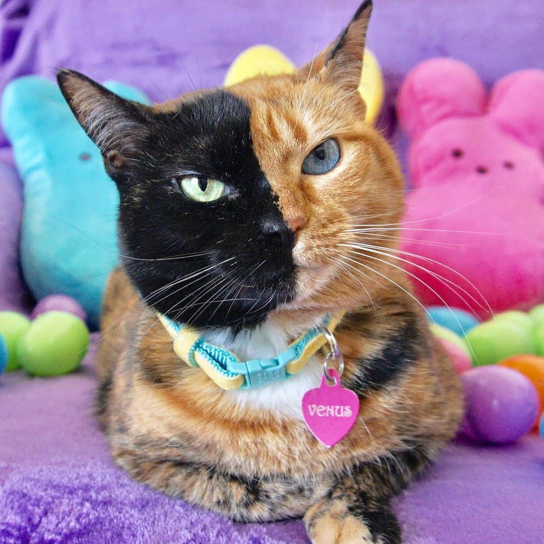 Venus Cat さんのインスタグラム写真 - (Venus Cat Instagram)「Happy Easter peeps! 🐣 🐇」4月13日 3時37分 - venustwofacecat