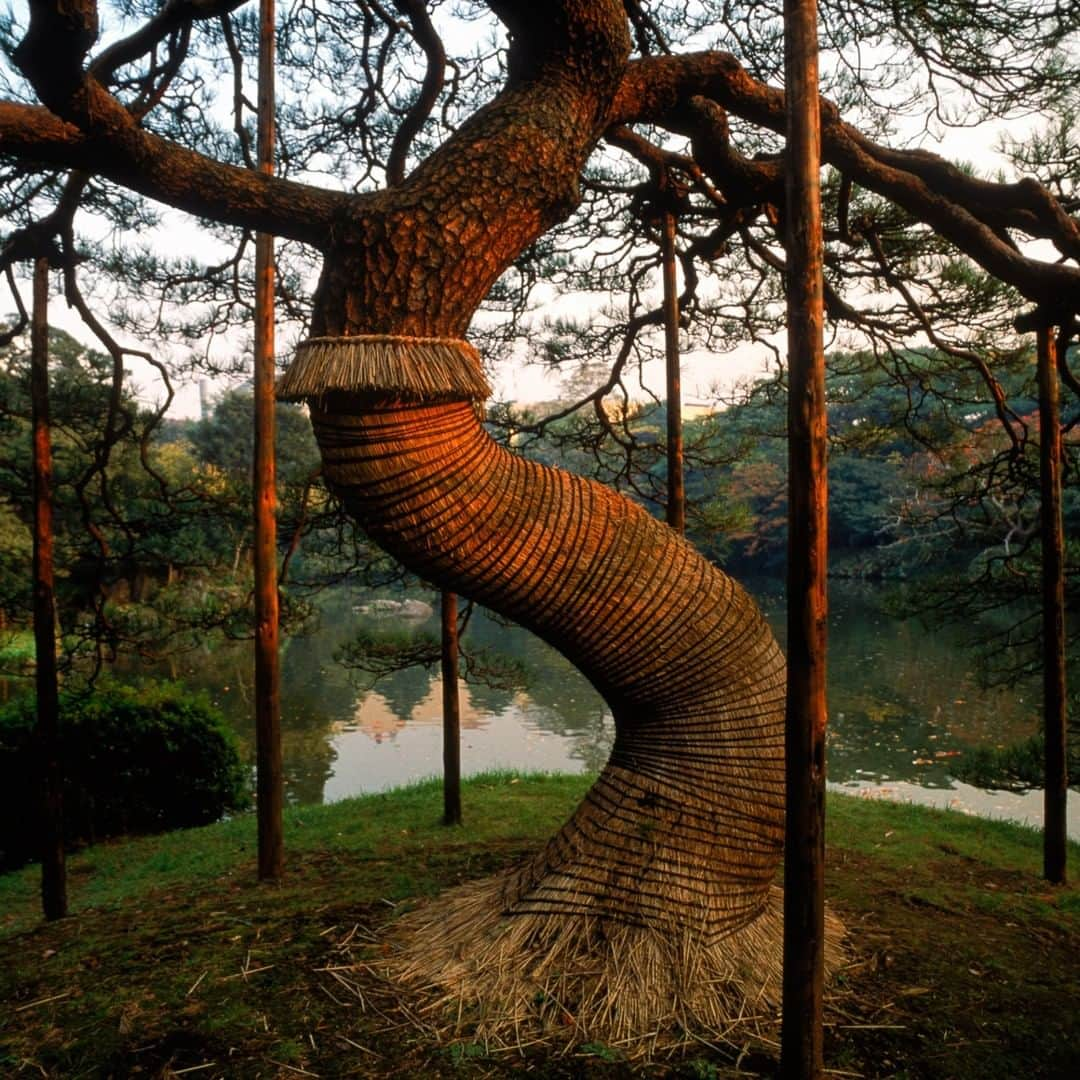 National Geographic Travelさんのインスタグラム写真 - (National Geographic TravelInstagram)「Photo by Michael Yamashita @yamashitaphoto | Pine boughs, pruned for horizontal growth, are supported by wooden crutches at Koishikawa Korakuen in Tokyo. #Japan #spring #garden #nature #green」4月13日 5時06分 - natgeotravel