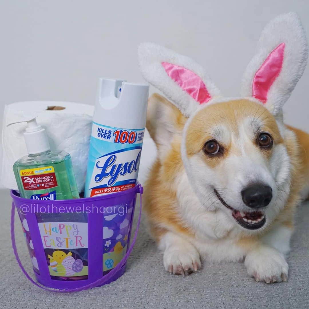 Liloさんのインスタグラム写真 - (LiloInstagram)「Hopper Easter everypawdy! These #Easter baskets look different this year... Hope you find some treats you like in your baskets this year woof!」4月13日 5時29分 - lilothewelshcorgi