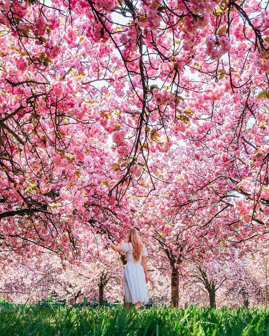 Earth Picsさんのインスタグラム写真 - (Earth PicsInstagram)「Cherry blossoms in Paris France 🇫🇷, which one is your favorite photo? 1-4 @wonguy974」4月13日 6時03分 - earthpix