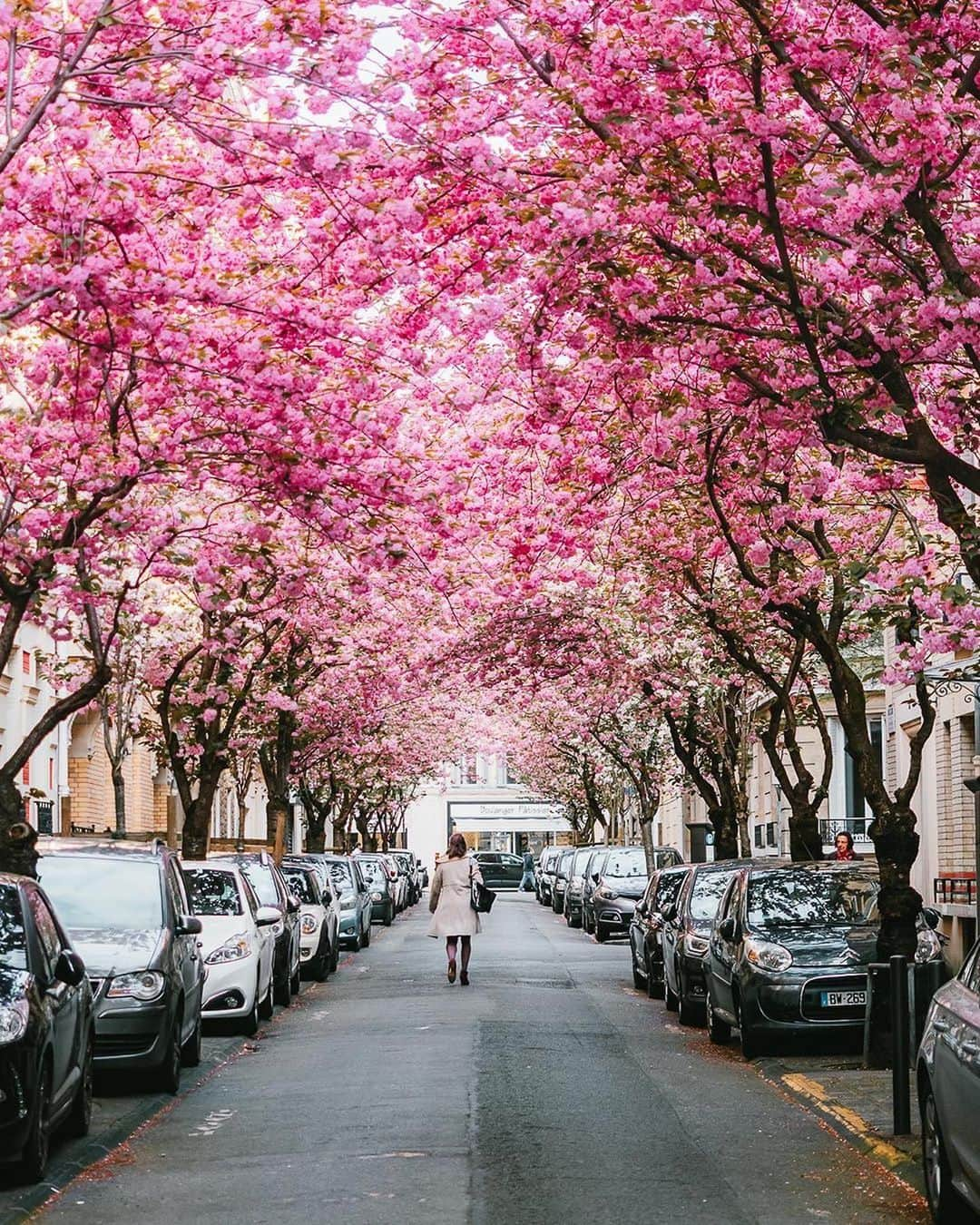 Earth Picsさんのインスタグラム写真 - (Earth PicsInstagram)「Cherry blossoms in Paris France 🇫🇷, which one is your favorite photo? 1-4 @wonguy974」4月13日 6時03分 - earthpix