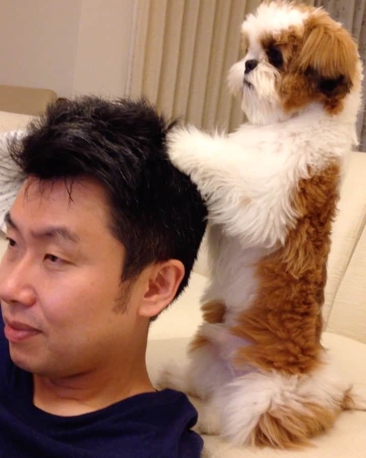 水嶋はちのインスタグラム：「I enjoy my time at home!! * Please wait a little longer for the next one.🐶💆💆‍♀️ * * おうち時間🐶👨❤️ みなさん、ボクはボクのできることをしています！ * * #従流志不変じゅうりゅうこころざしふへん #はち #HACHI #シーズー大好き部 #スペシャルケア #すこしくすぐったい #カラダもココロも満たされるケア目指してます」