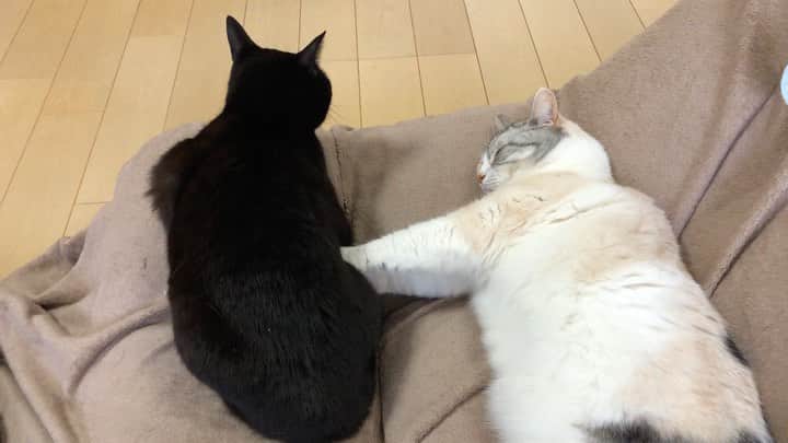 ホタテ＆クラム＆シラスのインスタグラム：「朝のマッサージ（笑） #cat #neko #ScottishFold #猫 #ねこ #スコティッシュフォールド #catstagram #instagram #instagramjapan #ig_japan #igersjp #黒猫 #Blackcat」