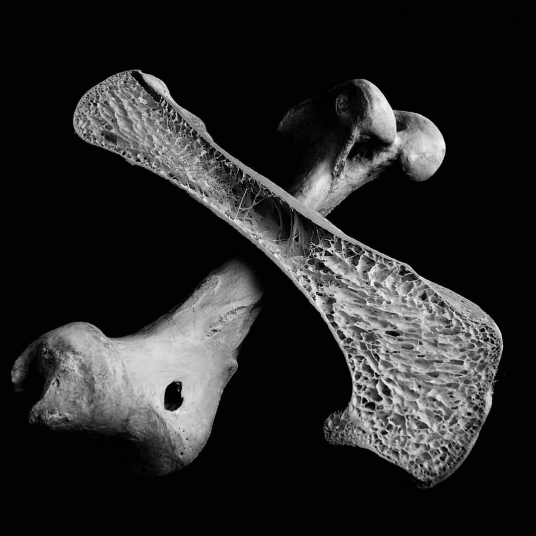 坂東工さんのインスタグラム写真 - (坂東工Instagram)「@eijiyuzawa のマスターピース・BAROCCOやReal Bonesから。 彼の手に掛かれば、骨がアートになる🦴 チダイ(鯛)の脊椎＆ダチョウの大腿骨をプリントしたパンクな一品。 ご購入はストーリーズ、 @iiwii.art のプロフィールまたは こちらから↓ https://iiwii.thebase.in  #クリエーター通販祭  #一部だけだとなんだかわからない」4月13日 7時32分 - takumimoriyabando