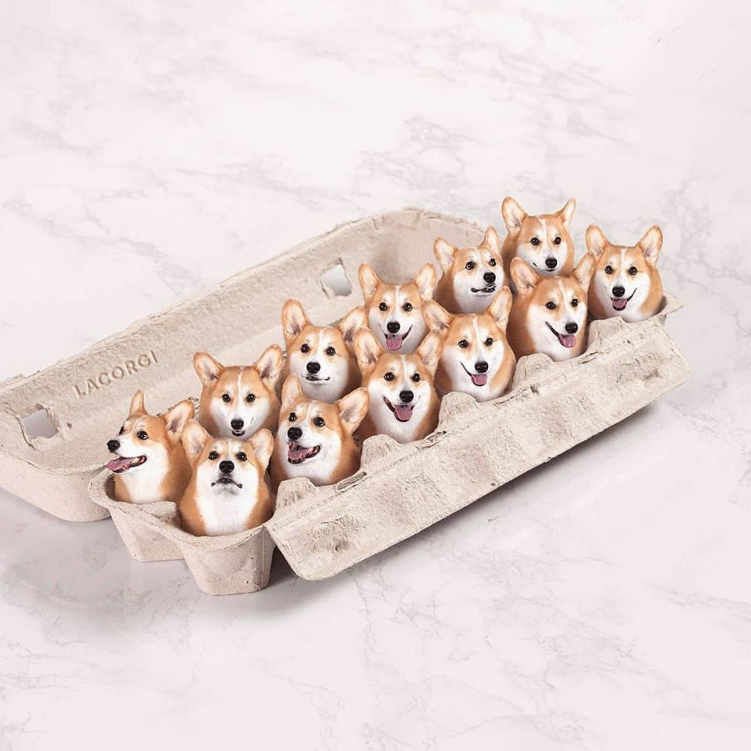 Geordi La Corgiさんのインスタグラム写真 - (Geordi La CorgiInstagram)「We got some corganic free-range eggs 🥚」4月13日 7時46分 - lacorgi