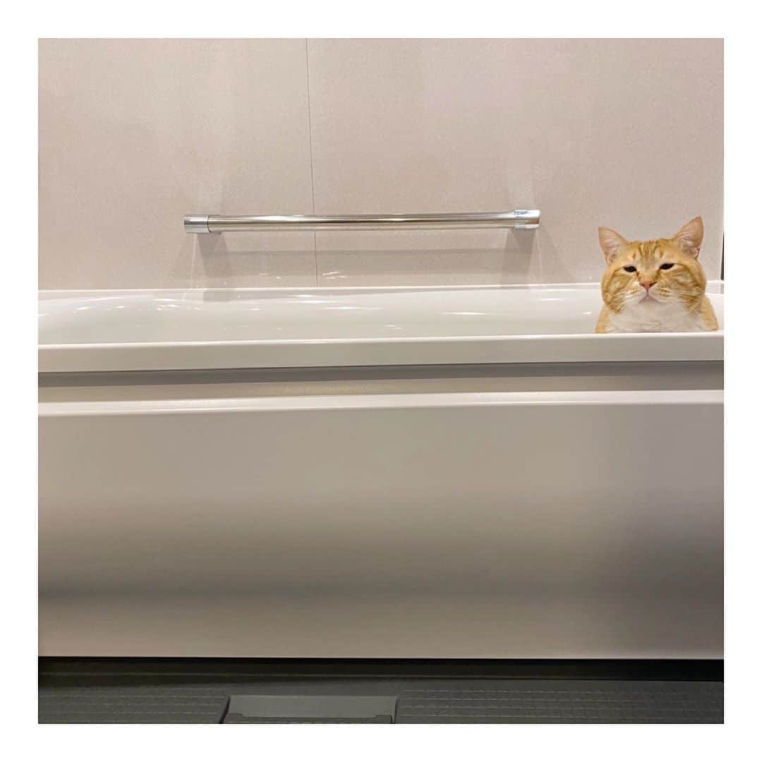 ぐっぴーさんのインスタグラム写真 - (ぐっぴーInstagram)「＊ 朝風呂。 ・ #湯〜雅な朝 ・ Guppy is taking a bath.」4月13日 8時24分 - gupitaro