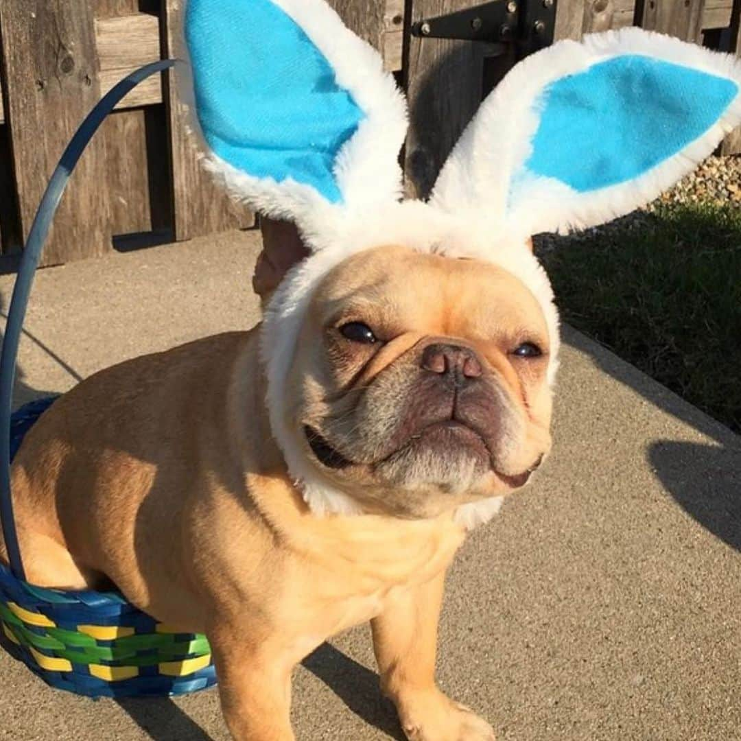 Hamlinさんのインスタグラム写真 - (HamlinInstagram)「Channel 18 News brings you the latest events happening in your neighborhood. This just in, the Easter Bunny was spotted along Maple St. laying chocolate eggs for delivery. Happy Easter! .......... #happyeaster #anotherwelltimedpoopjoke」4月13日 8時37分 - hamlin_the_frenchie