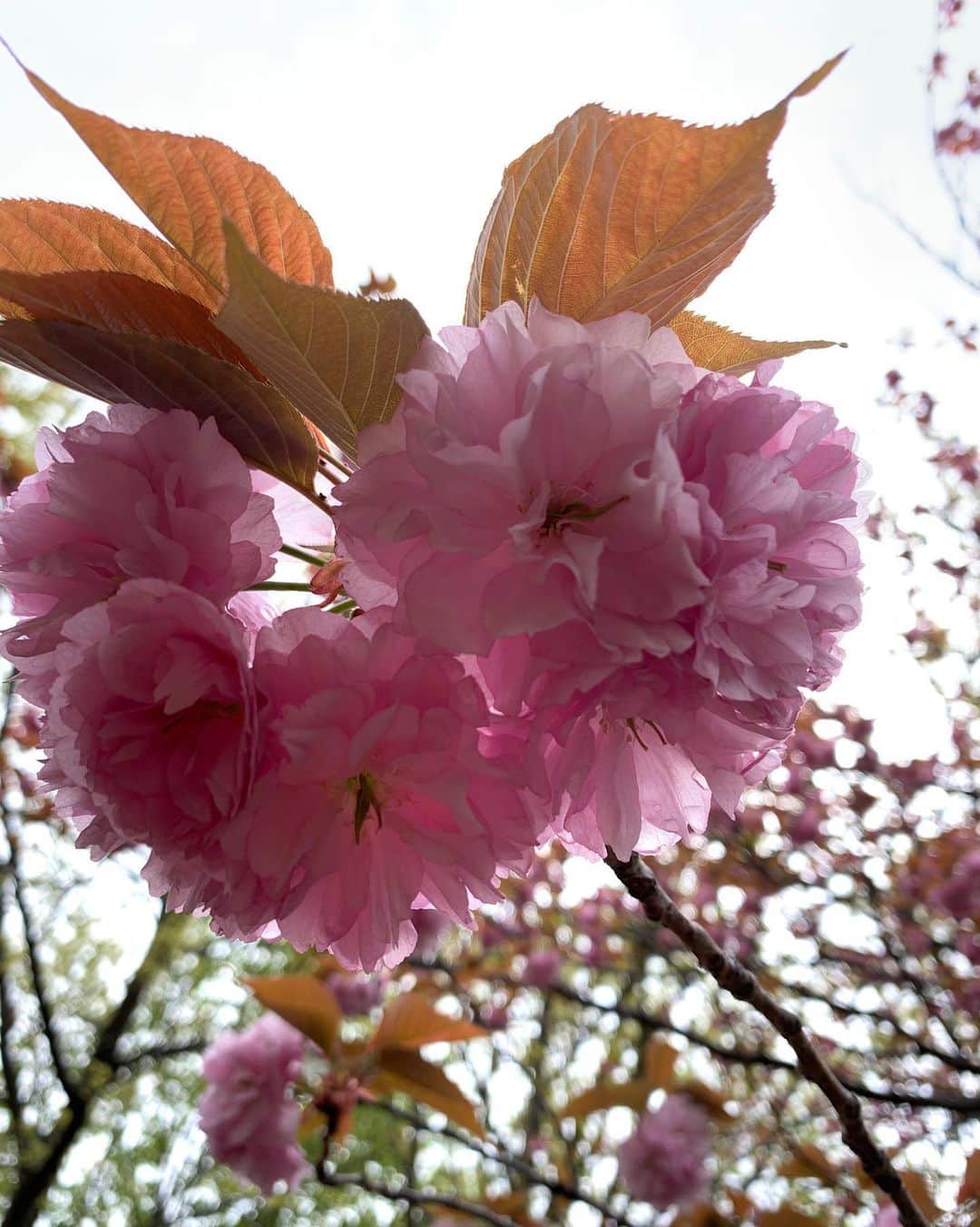 氷浦紫さんのインスタグラム写真 - (氷浦紫Instagram)「マンションの中庭の桜と、公園の#里桜 東京はもう桜終わりだね〜 来年はお花見できますように🌸  #さとざくら#ソメイヨシノ#保護樹木#桜好きな人と繋がりたい」4月13日 8時52分 - yukalihiula