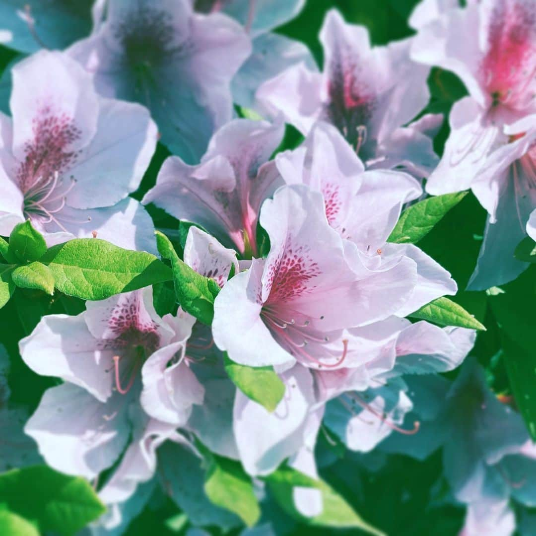 中野敬久さんのインスタグラム写真 - (中野敬久Instagram)「#flower #flowersoflife #pink #white #green #hope #peace」4月13日 9時49分 - hirohisanakano