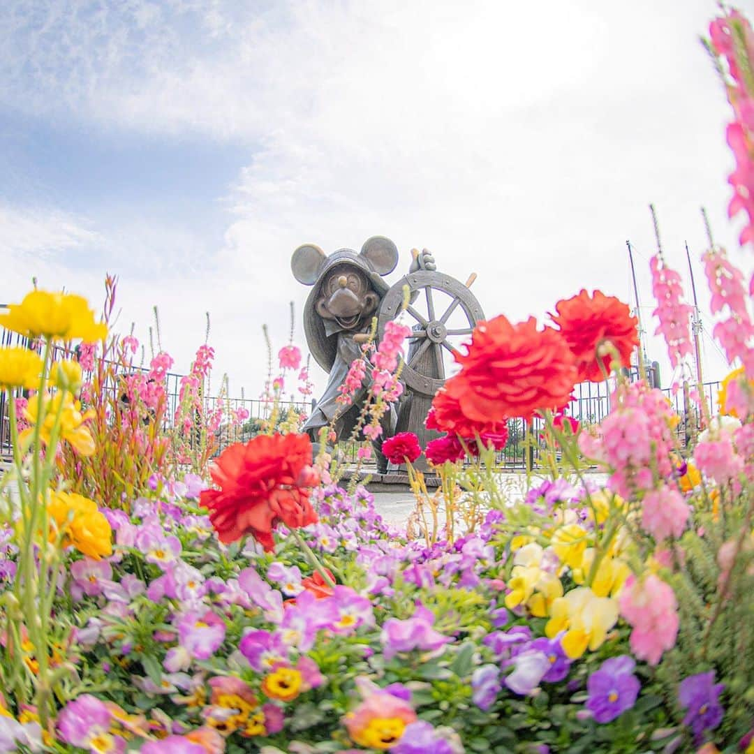 東京ディズニーリゾートさんのインスタグラム写真 - (東京ディズニーリゾートInstagram)「Full of flowers. 春いっぱい💐 #capecod #americanwaterfront #tokyodisneysea #tokyodisneyresort #ケープコッド #アメリカンウォーターフロント #東京ディズニーシー #東京ディズニーリゾート #春」4月13日 10時02分 - tokyodisneyresort_official