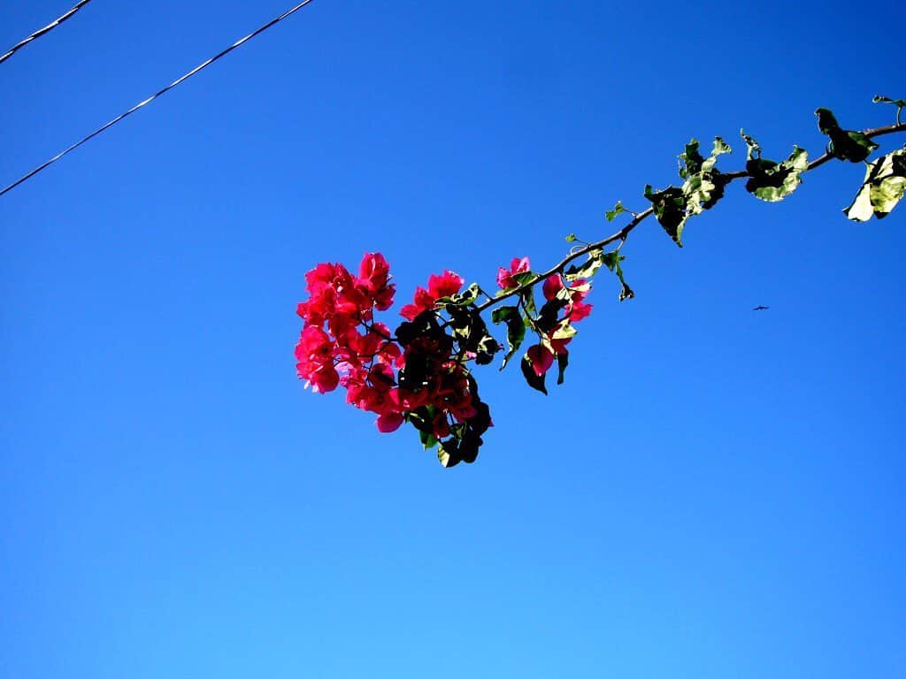 白木夏子さんのインスタグラム写真 - (白木夏子Instagram)「明日の会議、背景はこれにしよ。 中米Belizeの花。 . 遠くの希望を眺めながら、 今、ここ、一日を強く生きよう。 . #コロナに負けるな #zoom会議」4月13日 20時13分 - natsukoshiraki