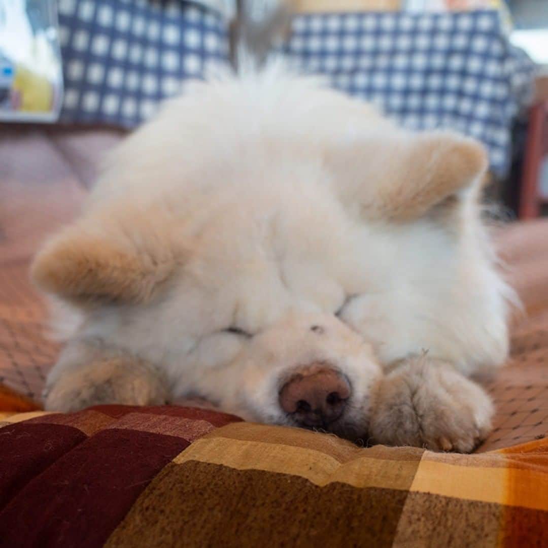 のインスタグラム：「春眠不覚暁  #busakawa #longhair #longcoat #akita #akitainu #dog #wasao #ぶさかわ #長毛 #秋田犬 #わさお」