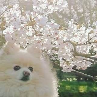 伊勢みずほさんのインスタグラム写真 - (伊勢みずほInstagram)「ふぅも桜ももっふもふだったね🌸  以前撮ったニコニコ顔のふぅ写真に癒される毎日。。。 ありがとう🐶🐈 #ポメラニアン #ポメラニアン部 #ポメラニアン大好き #ぽめすたぐらむ #ポメ #もふもふ #モフラニアン #モフモフ #誰もいない #公園 #お散歩 #思い出 #nodognolife #dog #dogstagram #pomeranian #family」4月13日 20時28分 - isemizuhoo