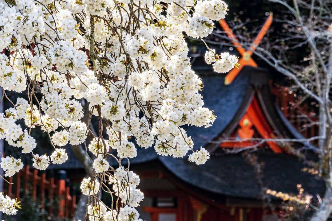 京都いいとこフォトのインスタグラム：「. 大原野神社の千眼桜。 満開の期間が2､3日と短く、幻の桜と言われています。 この日は運良く満開の美しい姿を見ることができました。 . . Senganzakura of Oharano Shrine. The blooming period is a few days, so it is said to be a phantom cherry tree. I was lucky to see a beautiful figure in full bloom on this day. . Location :#Oharanojinja #大原野神社 Photo : @iharalba . 外出自粛の中、少しでも京都の春をお届けし、 少しでも気持ちが穏やかになっていただけたらなと思います。 . A little spring photo of Kyoto, I hope that you can relax your heart a little. .」