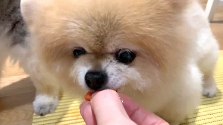 Ella Chuffyのインスタグラム：「A healthy treat today is papaya. 🥣🐶 Juicy and sweet. 📜Note: do not give papaya seed or skin to your dog. #healthyfood #quarantineandchill . . . . . . . . . #ellachuffy #pet #petstagram #pomeranianpage #dog_features #pomeraniansofinstagram #dogsofinstaworld #stayhome #cutedogs #pomeranian_lovers #pomeranianlife #pomeranianworld #teddybeardog #pomeranian #puppylove #aplacetolovedogs #dogoftheday #justpomeranians #fluffypack #dogoftheday #anmlsposts #thedailypompom #picoftheday #iflmdog #犬 #狗 #everydaydoglover  #pomeranianww #justpomeranians @justpomeranian @tinnypaws #pomeranian_moments」